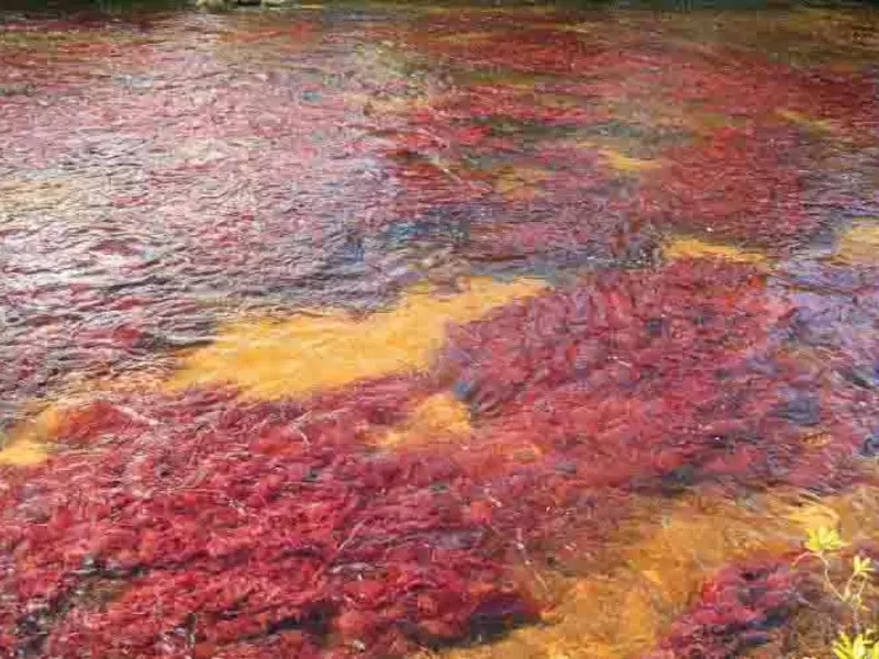 caño cristales en colombia