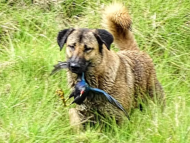 Perros Ferales Jaboque