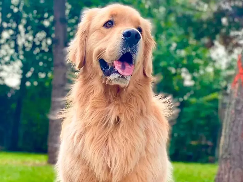 Sterling Newton, golden retriver popular en redes sociales Sterling Newton, golden retriver popular en redes sociales