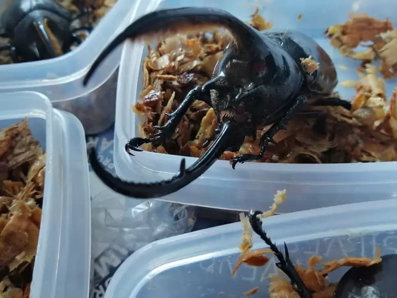 Escarabajos Insectos