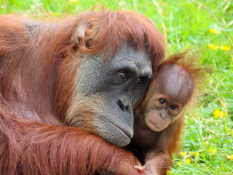 Orangutanes - imagen de referencia
