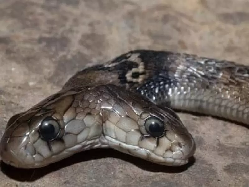 Serpiente de dos cabezas
