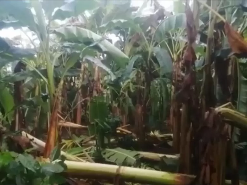 Las lluvias estuvieron acompañadas de fuertes vientos que derribaron árboles