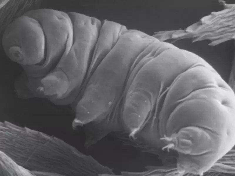Tardigrados Tardigrados