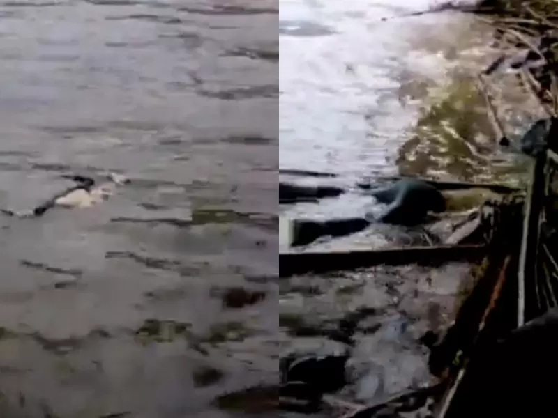 Cuerpos en el río Cauca en Marsella, Risaralda