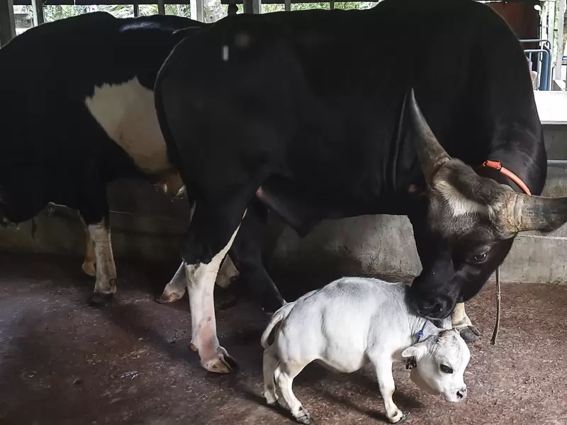 Rani, la vaca más pequeña del mundo