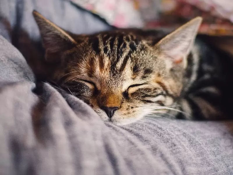 Gatos
