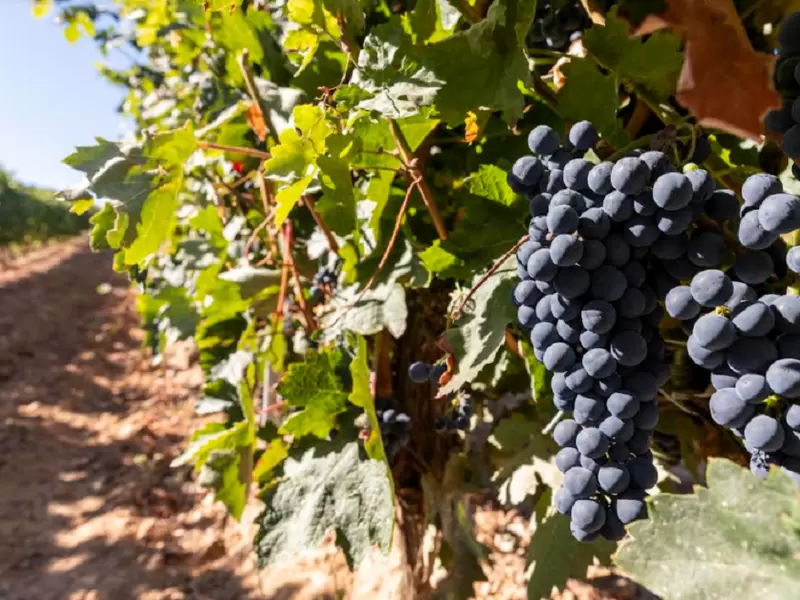 Puertos y Viñedos Asovinos