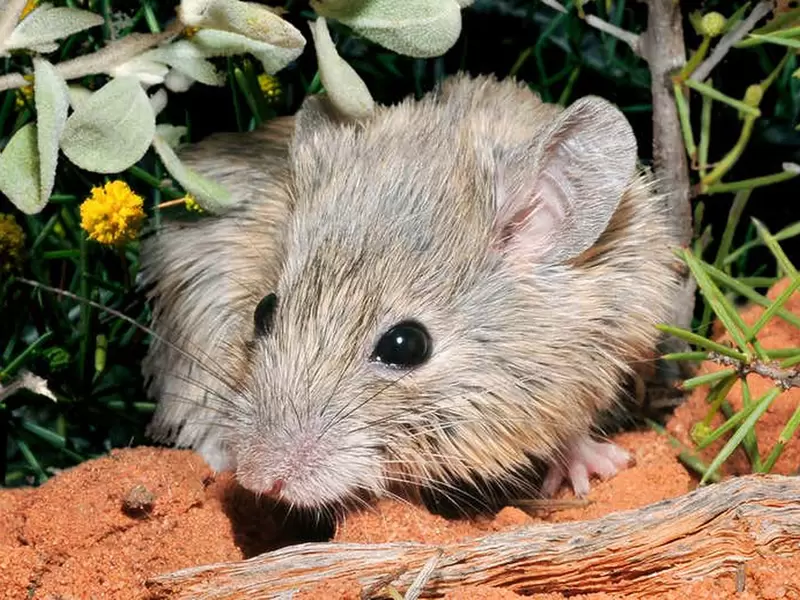 Ratón Gould