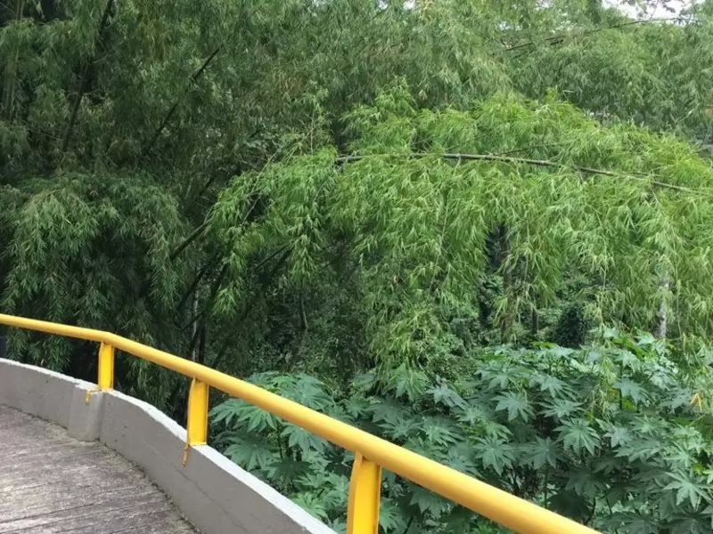 Bosque de Pinares - Álamos en Pereira