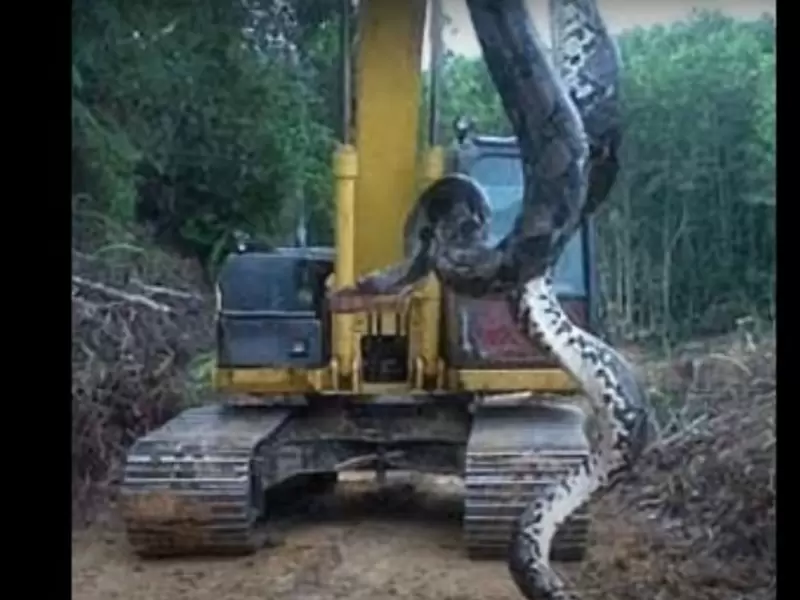 Anaconda gigante - Brasil