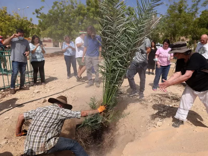 Israelí "loca" revive palmeras de dátiles de hace 2000 años