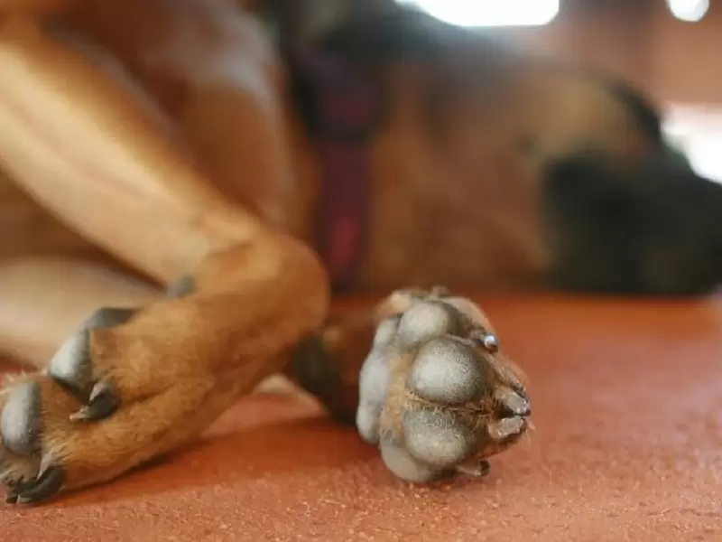 Perro asesinado Huila