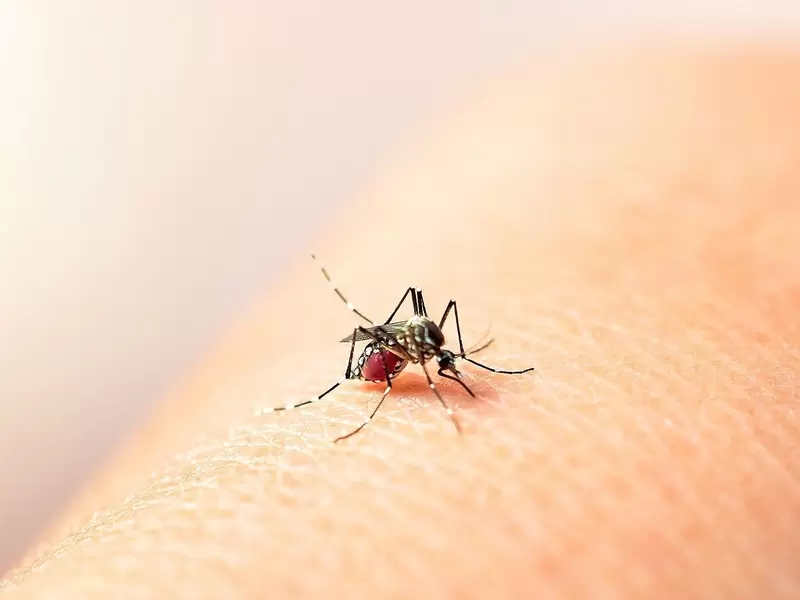 Mosquito Aedes Aegypti