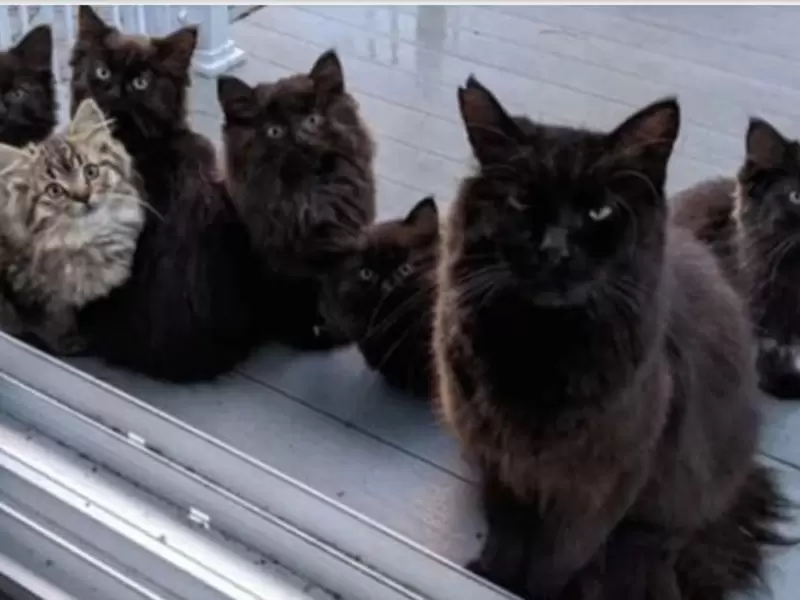 gatos