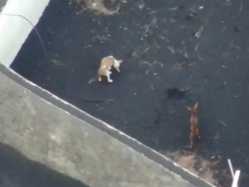 Perros de La Palma