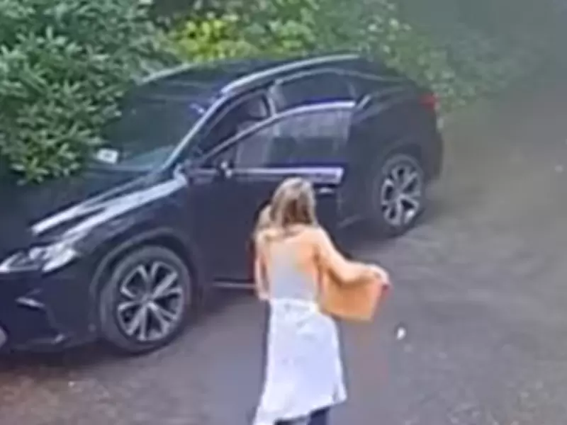 Mujer halló oso en su carro Mujer halló oso en su carro