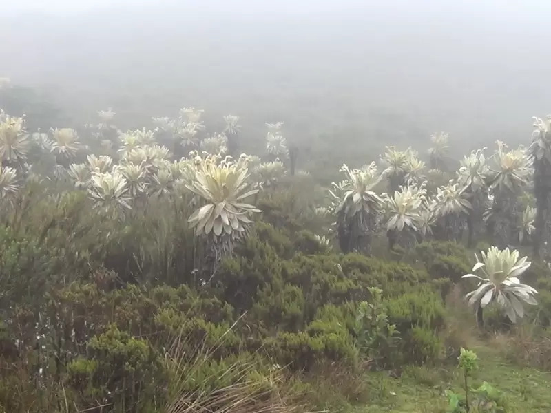 Delimitación, Páramo, Pisba, Boyacá