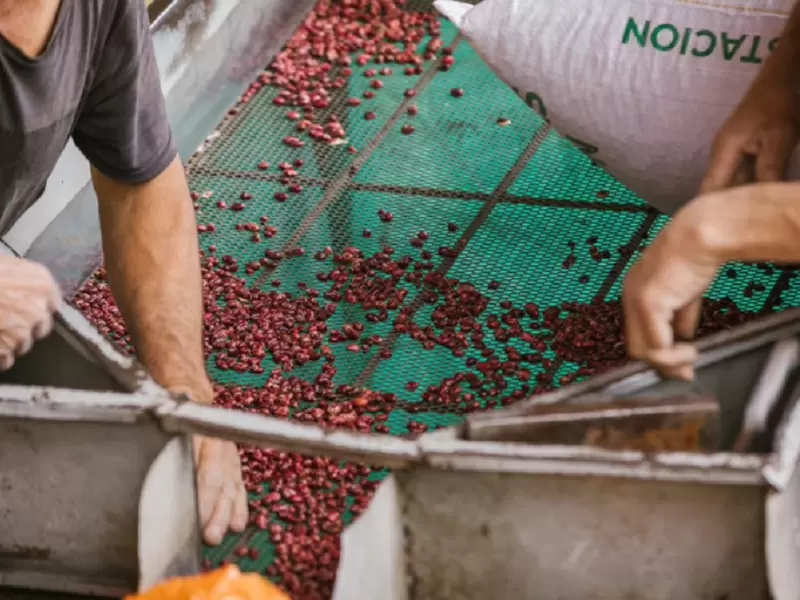 Pequeños productores de frijol colombiano exportarán a EE.UU