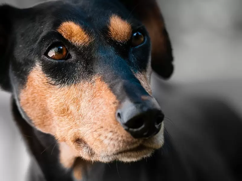 Perro sufrió fuerte agresión