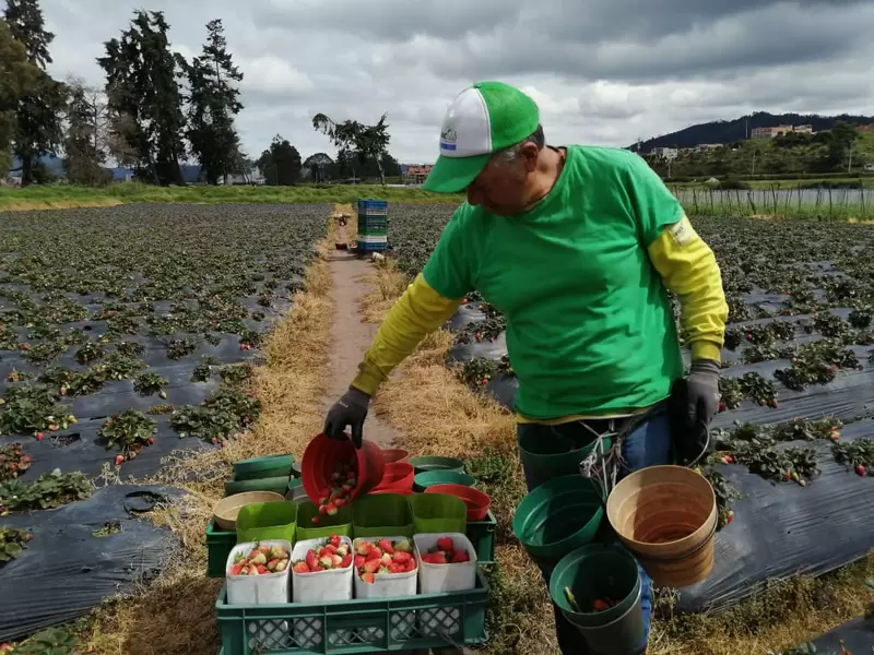 Cultivos de fresas en Facatativá