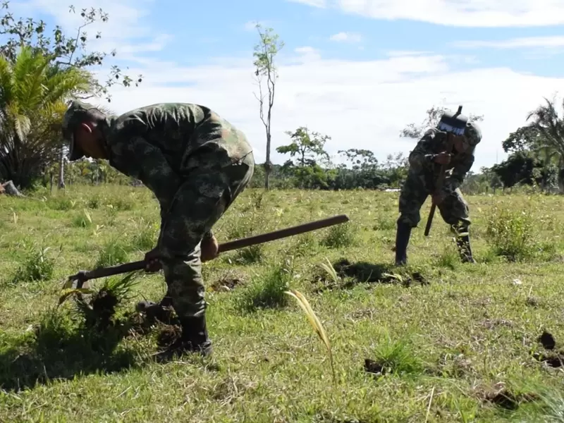 Proyectos productivos entre el Ejército y desmovilizados de las extintas Farc