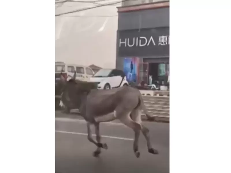 Burro escapando de restaurante en China Burro escapando de restaurante en China
