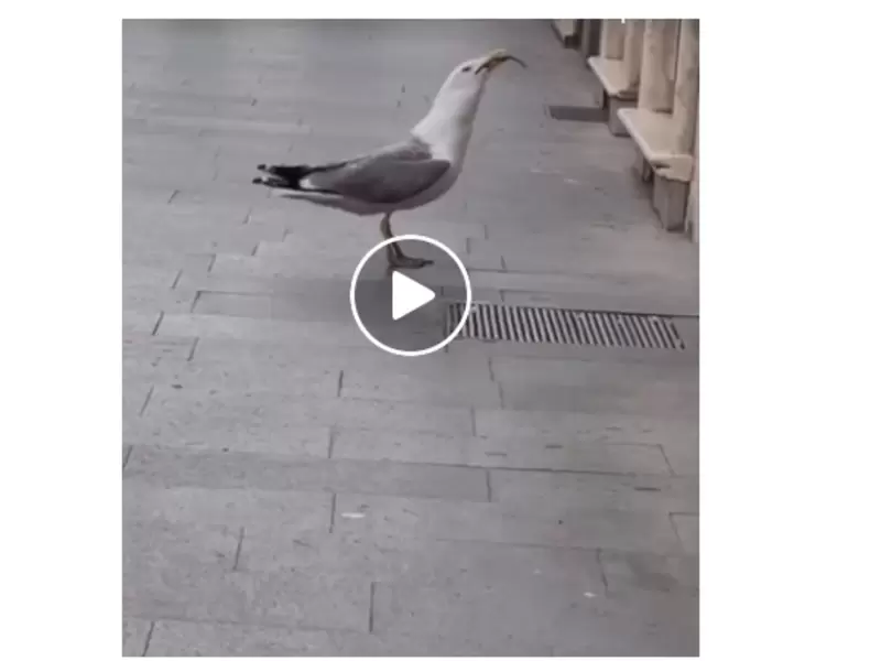 Pájaro se comió rata de un solo bocado Pájaro se comió rata de un solo bocado