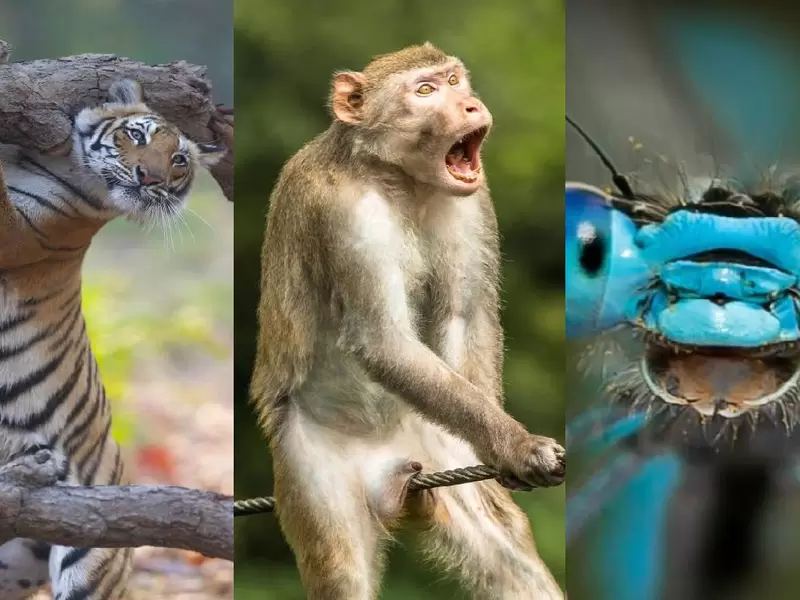 Imágenes más cómicas de la vida silvestre