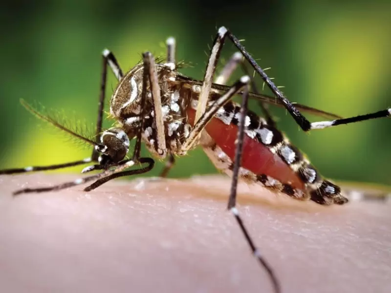 Dengue, Boyacá, transmisión, alerta