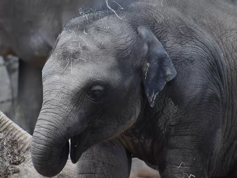 Elefante pequeño Elefante bebé