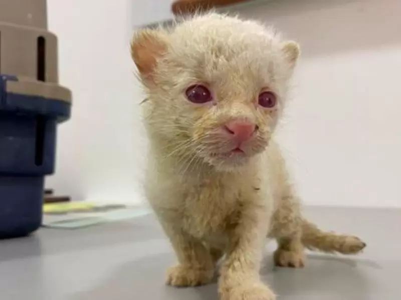 FELINO ALBINO