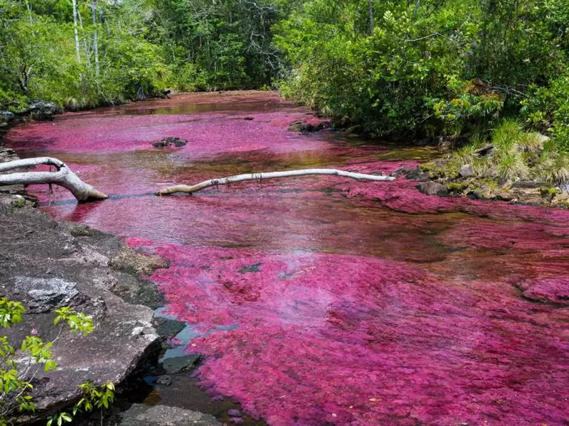 Caño Cristales