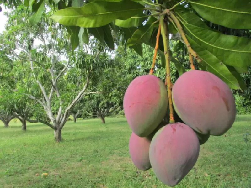 Mango colombiano será exportado a Estados Unidos