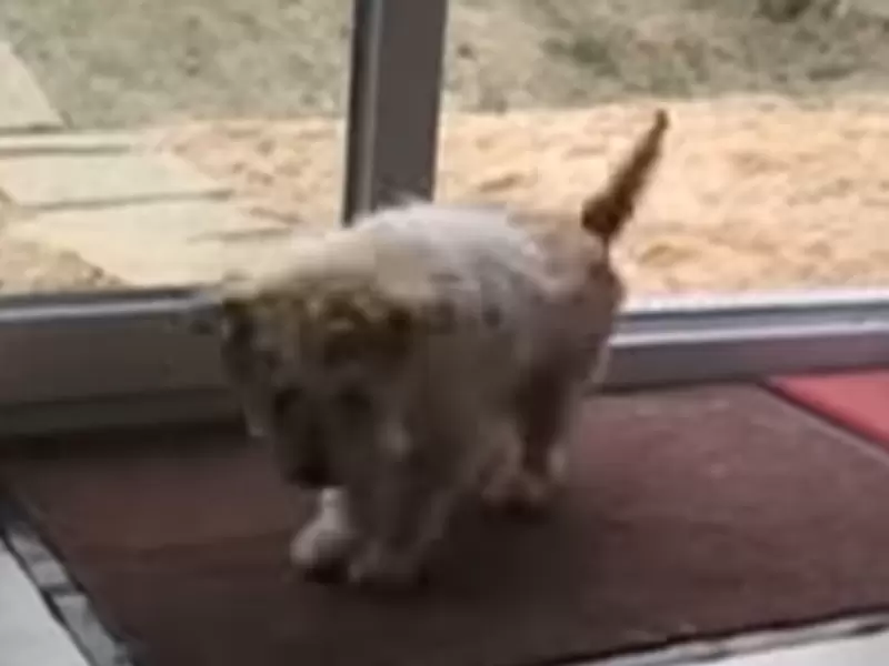 perro se limpia las patas
