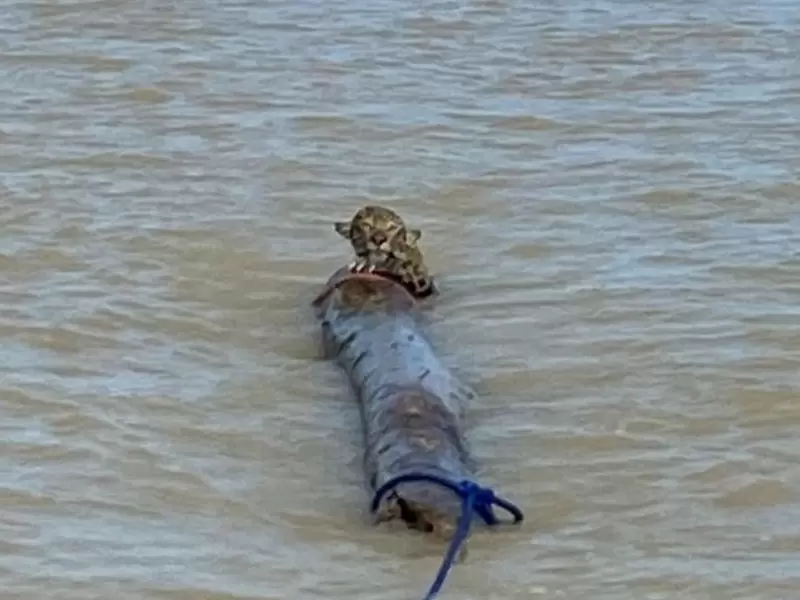 Rescate de Jaguar en aguas de Urabá
