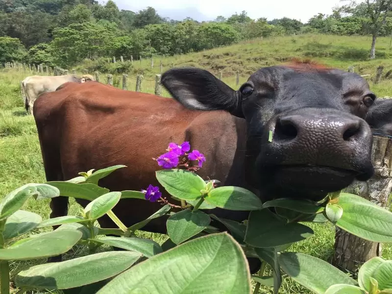 Por ahora se conoce que es solo un animal el que está contagiado por la enfermedad