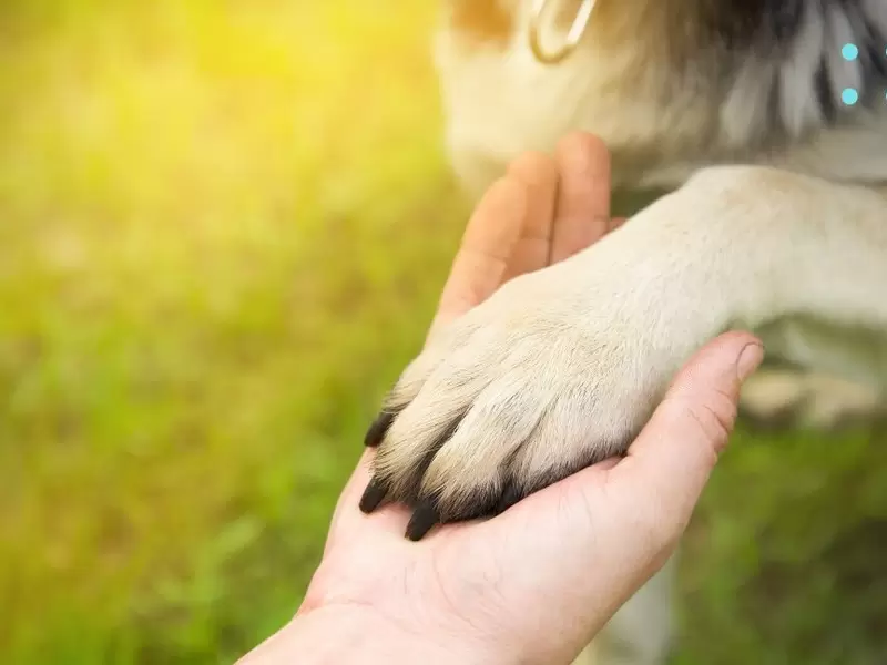 Referencia animales de compañía.