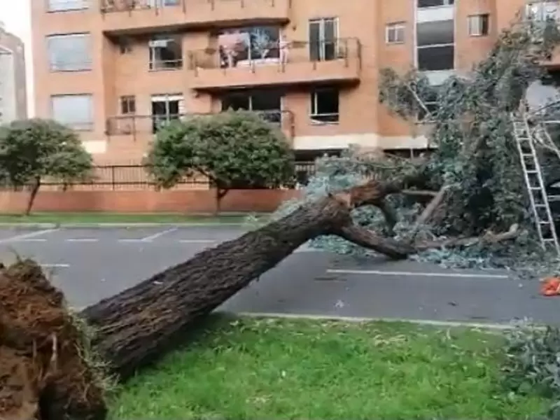 Caída de árbol