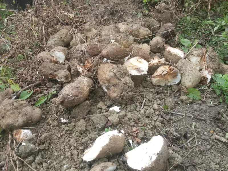 Son más de 300 toneladas dañadas