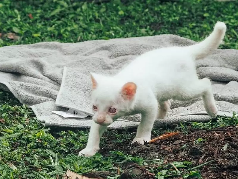 Yaguarundí albino en Colombia Yaguarundí albino en Colombia