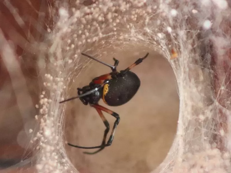 Araña pica a hombre en un baño Araña pica a hombre en un baño
