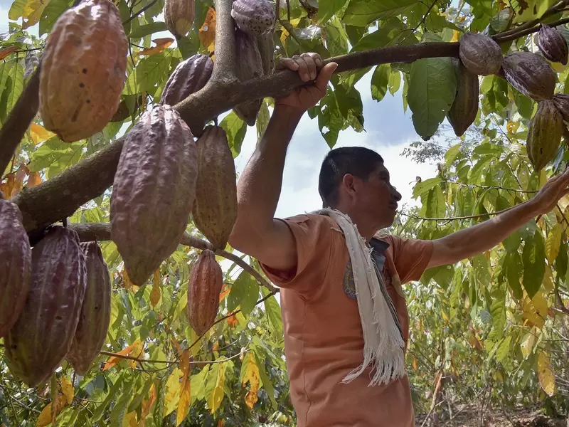 Cacao colombiano