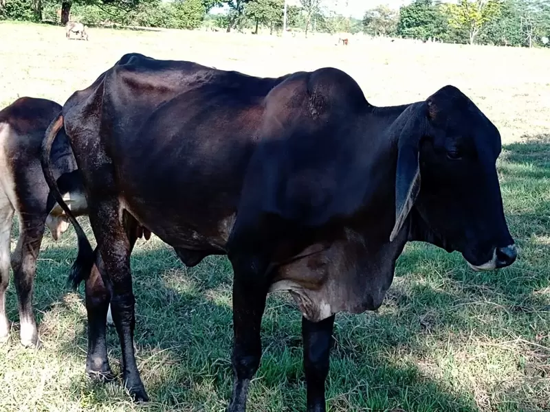 El kilo de ganado bajó 4 mil pesos.