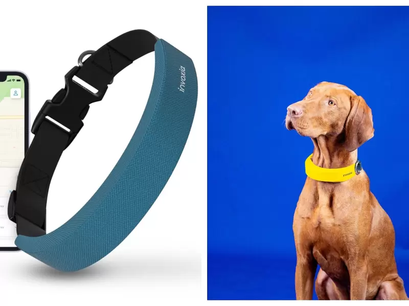 Smart dog collar