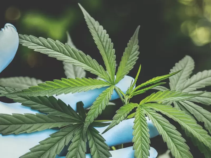 Cannabis