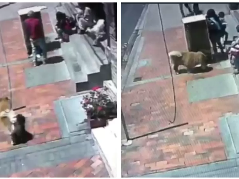 Perro guía robado en Bogotá