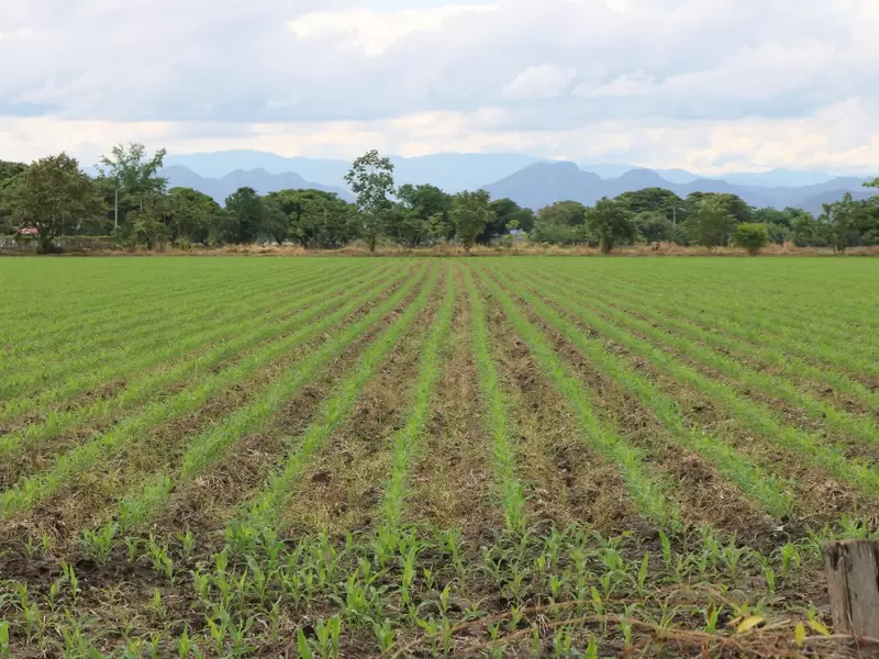 Sector agro