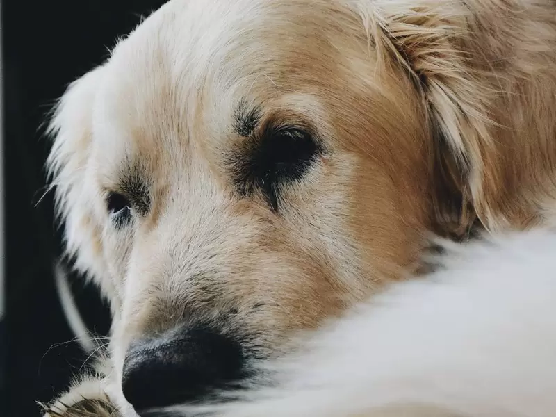 Perrito salvó a su dueña de ser asesinada, pero terminó apuñalado