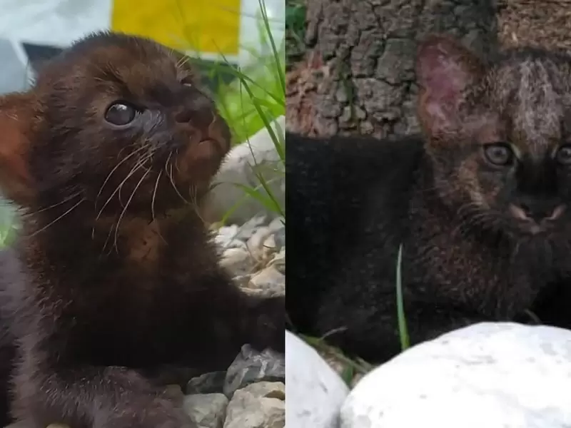 Mufasa puma yaragundí